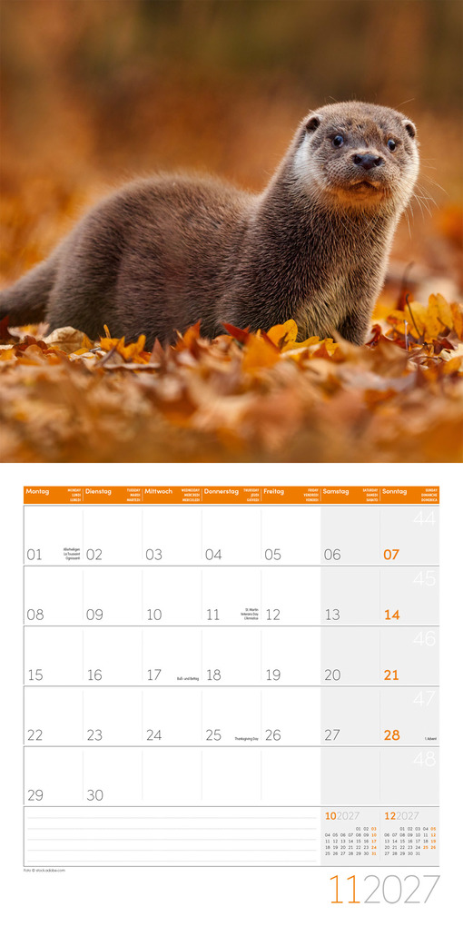 Weitere Ansicht: Otter Kalender 2027 - 30x30 - Art12 | Ackermann Kunstverlag GmbH