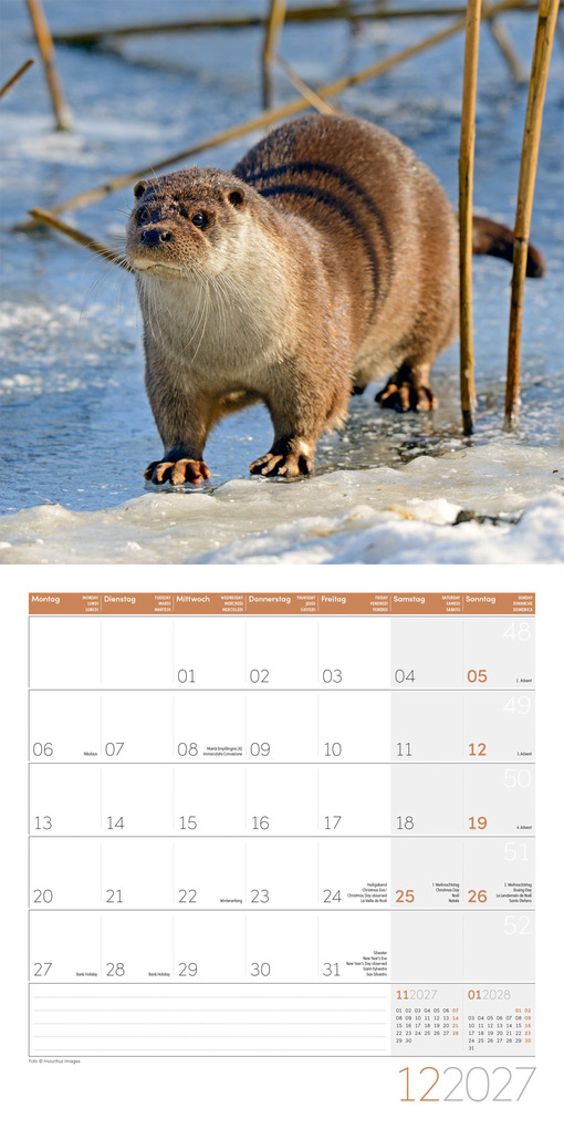 Weitere Ansicht: Otter Kalender 2027 - 30x30 - Art12 | Ackermann Kunstverlag GmbH