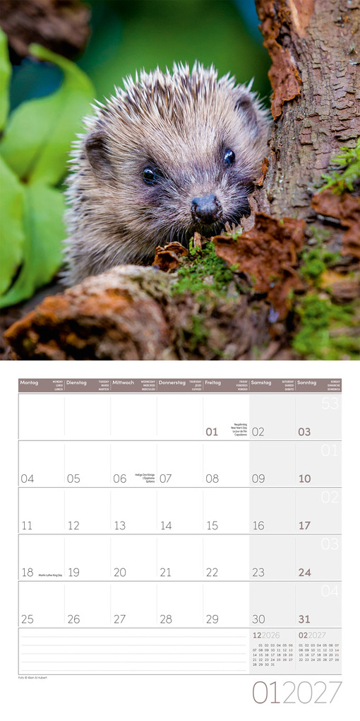 Weitere Ansicht: Igel Kalender 2027 - 30x30 - Art12 | Ackermann Kunstverlag GmbH