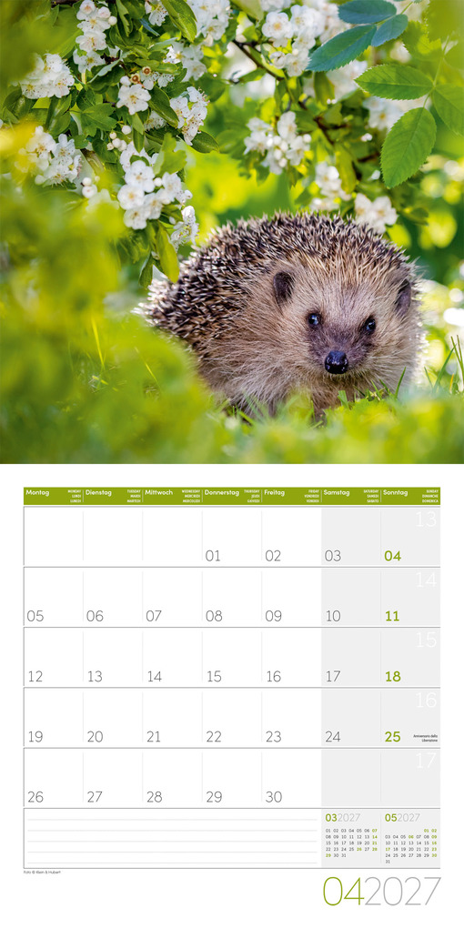 Weitere Ansicht: Igel Kalender 2027 - 30x30 - Art12 | Ackermann Kunstverlag GmbH