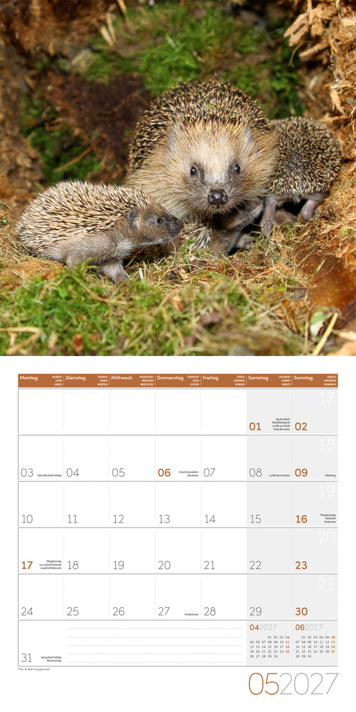 Weitere Ansicht: Igel Kalender 2027 - 30x30 - Art12 | Ackermann Kunstverlag GmbH