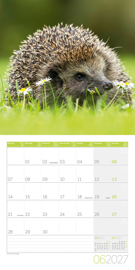 Weitere Ansicht: Igel Kalender 2027 - 30x30 - Art12 | Ackermann Kunstverlag GmbH