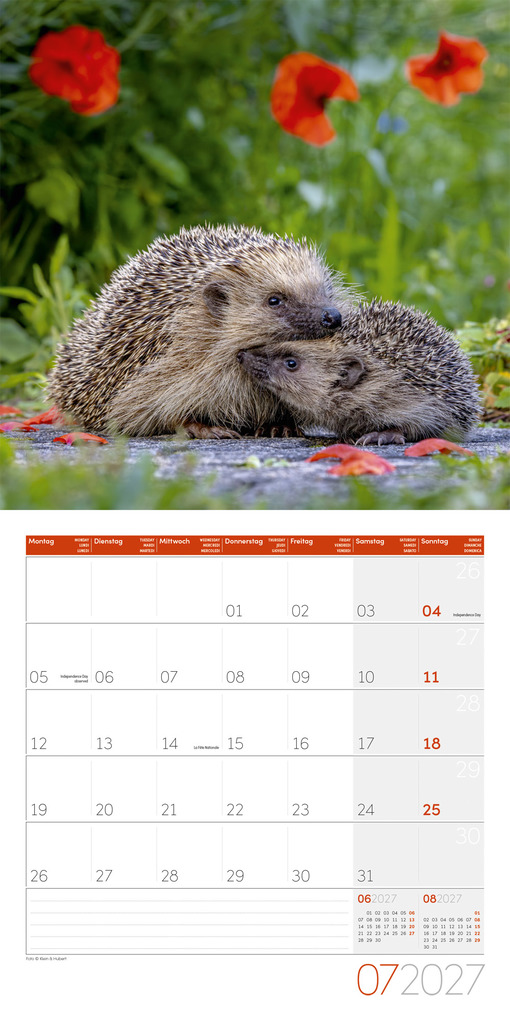 Weitere Ansicht: Igel Kalender 2027 - 30x30 - Art12 | Ackermann Kunstverlag GmbH