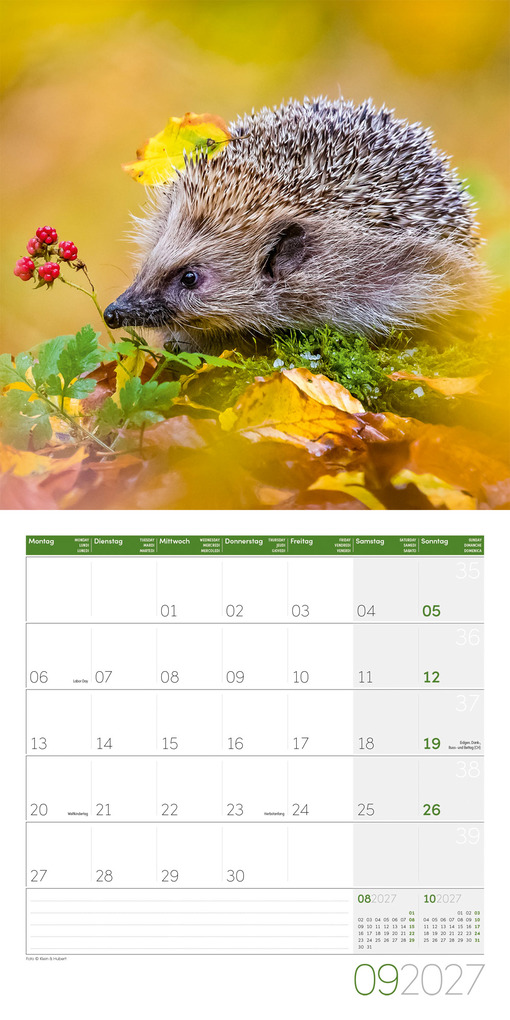 Weitere Ansicht: Igel Kalender 2027 - 30x30 - Art12 | Ackermann Kunstverlag GmbH