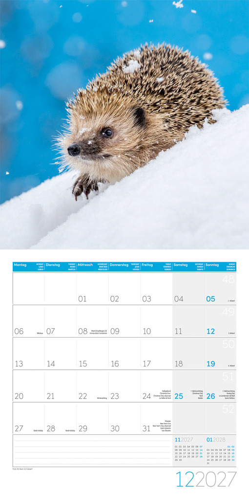 Weitere Ansicht: Igel Kalender 2027 - 30x30 - Art12 | Ackermann Kunstverlag GmbH