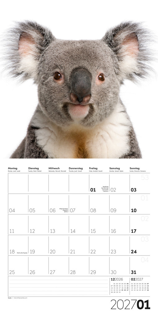 Weitere Ansicht: Animals Kalender 2027 - 30x30 - Art12 | Ackermann Kunstverlag GmbH