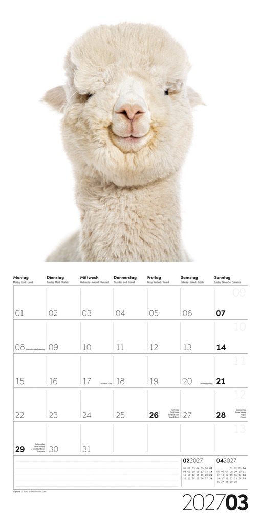 Weitere Ansicht: Animals Kalender 2027 - 30x30 - Art12 | Ackermann Kunstverlag GmbH