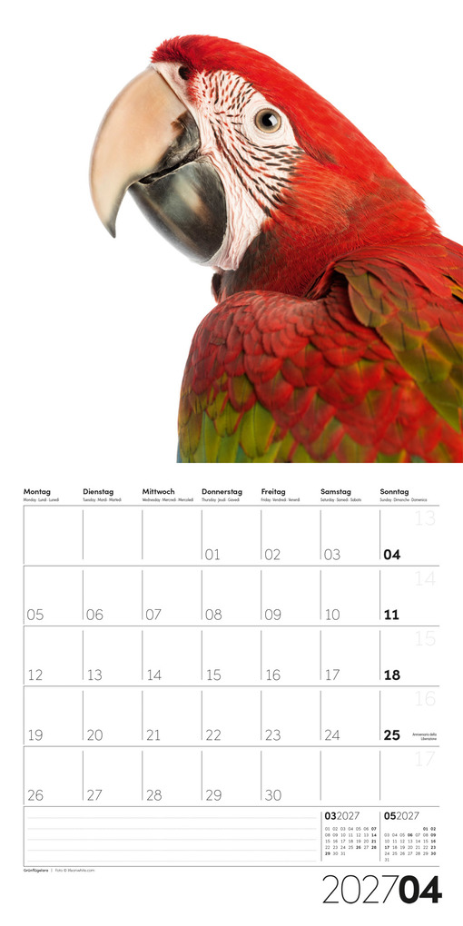 Weitere Ansicht: Animals Kalender 2027 - 30x30 - Art12 | Ackermann Kunstverlag GmbH