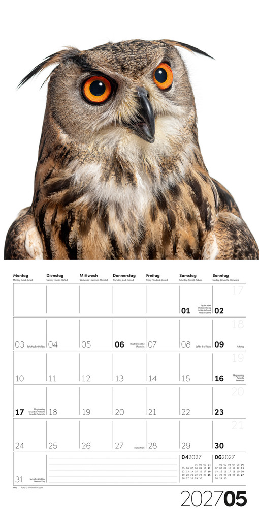 Weitere Ansicht: Animals Kalender 2027 - 30x30 - Art12 | Ackermann Kunstverlag GmbH