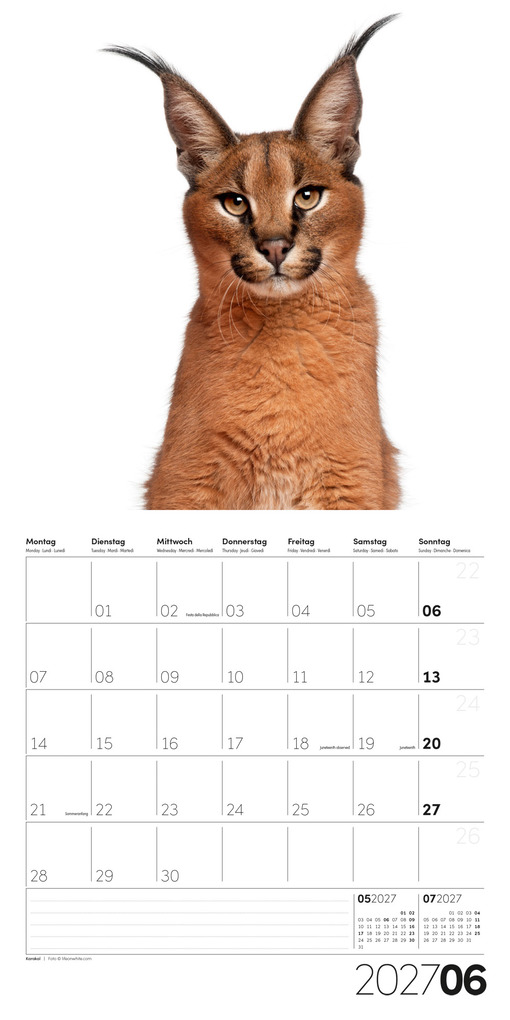 Weitere Ansicht: Animals Kalender 2027 - 30x30 - Art12 | Ackermann Kunstverlag GmbH