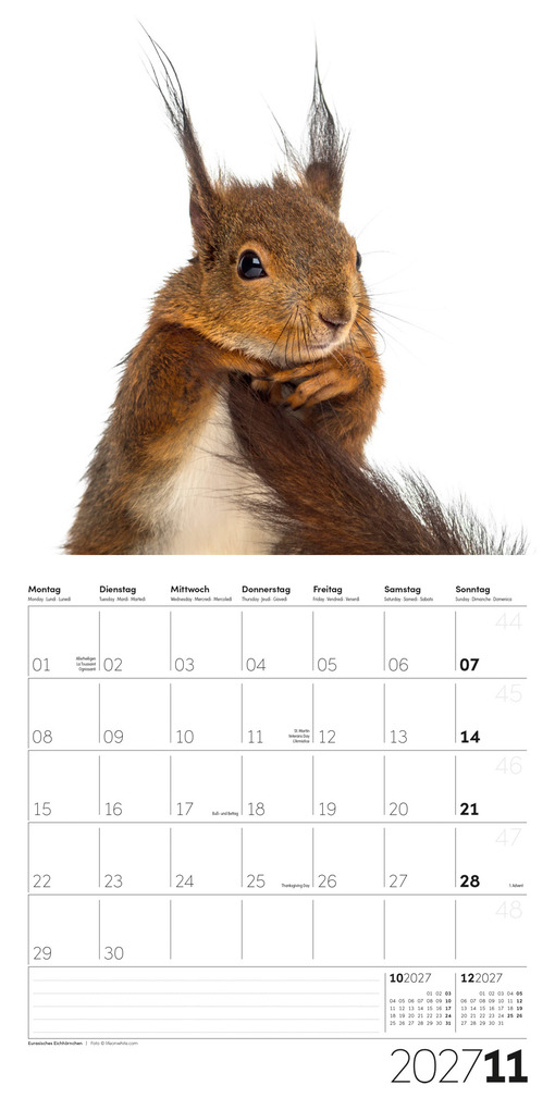 Weitere Ansicht: Animals Kalender 2027 - 30x30 - Art12 | Ackermann Kunstverlag GmbH