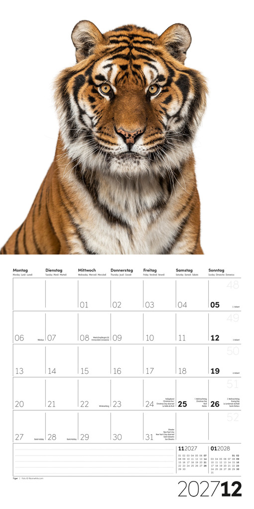 Weitere Ansicht: Animals Kalender 2027 - 30x30 - Art12 | Ackermann Kunstverlag GmbH