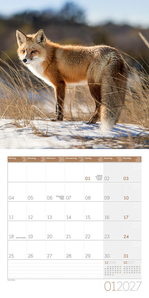 Weitere Ansicht: Füchse Kalender 2027 - 30x30 - Art12 | Ackermann Kunstverlag GmbH