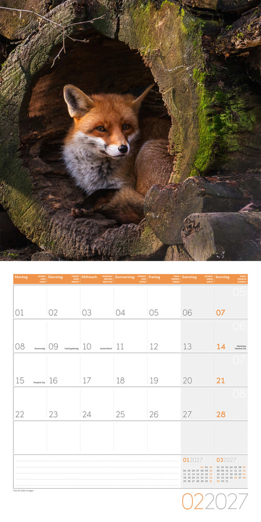 Weitere Ansicht: Füchse Kalender 2027 - 30x30 - Art12 | Ackermann Kunstverlag GmbH