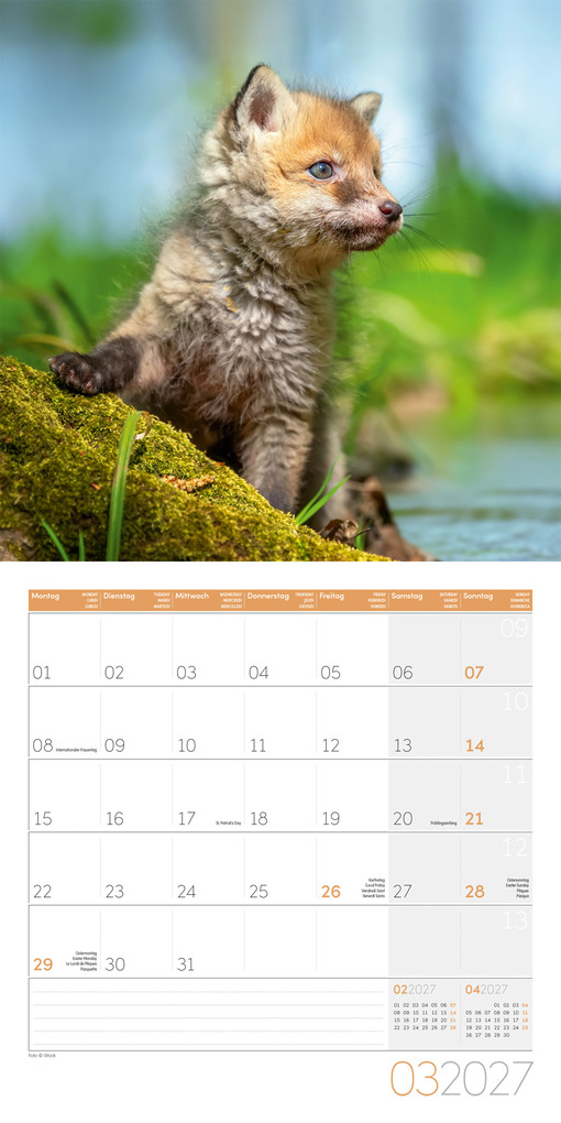 Weitere Ansicht: Füchse Kalender 2027 - 30x30 - Art12 | Ackermann Kunstverlag GmbH