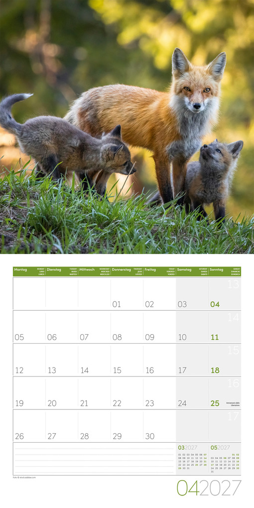 Weitere Ansicht: Füchse Kalender 2027 - 30x30 - Art12 | Ackermann Kunstverlag GmbH