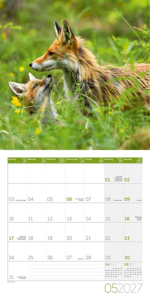 Weitere Ansicht: Füchse Kalender 2027 - 30x30 - Art12 | Ackermann Kunstverlag GmbH