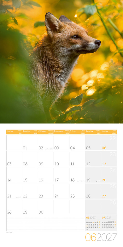 Weitere Ansicht: Füchse Kalender 2027 - 30x30 - Art12 | Ackermann Kunstverlag GmbH
