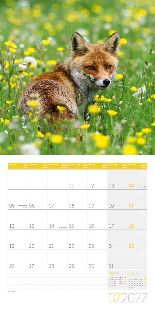 Weitere Ansicht: Füchse Kalender 2027 - 30x30 - Art12 | Ackermann Kunstverlag GmbH