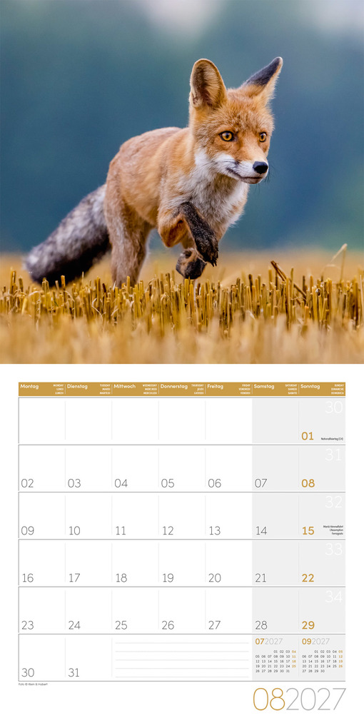 Weitere Ansicht: Füchse Kalender 2027 - 30x30 - Art12 | Ackermann Kunstverlag GmbH