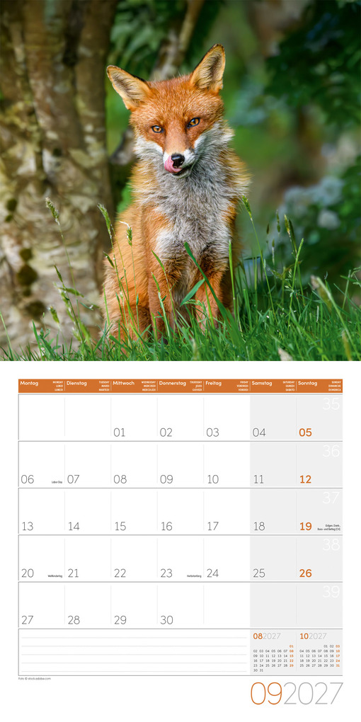 Weitere Ansicht: Füchse Kalender 2027 - 30x30 - Art12 | Ackermann Kunstverlag GmbH