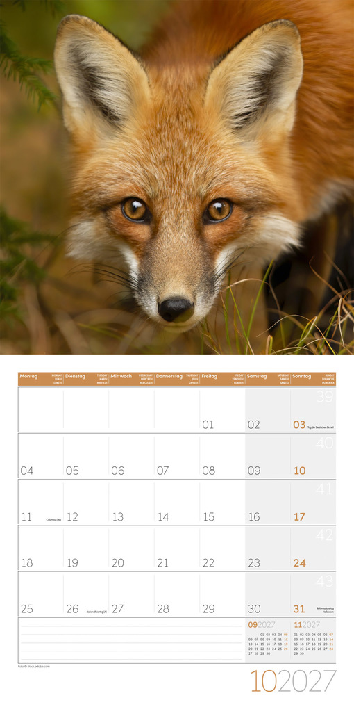 Weitere Ansicht: Füchse Kalender 2027 - 30x30 - Art12 | Ackermann Kunstverlag GmbH