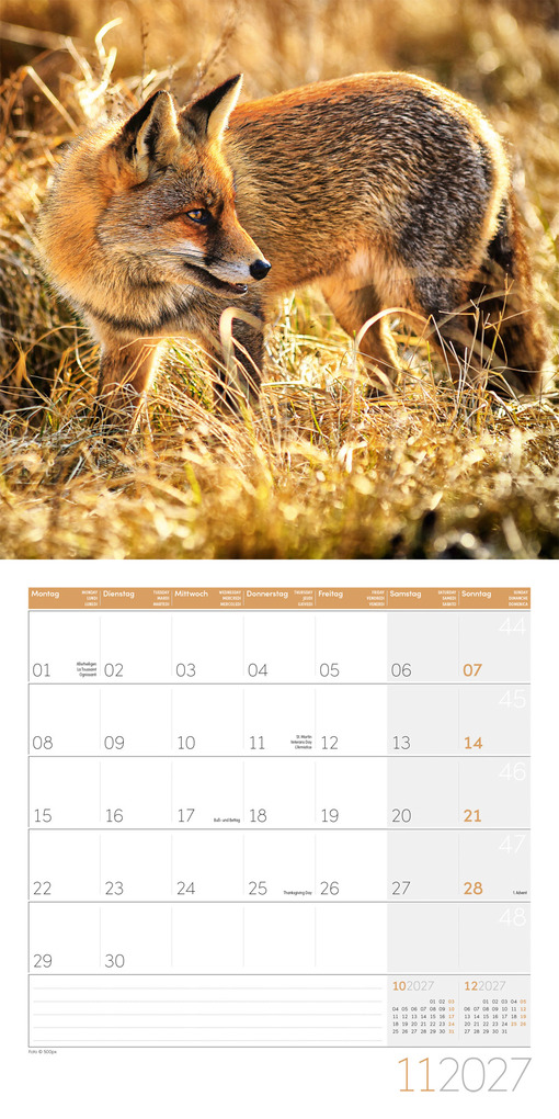 Weitere Ansicht: Füchse Kalender 2027 - 30x30 - Art12 | Ackermann Kunstverlag GmbH