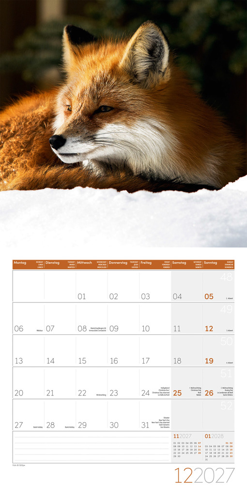 Weitere Ansicht: Füchse Kalender 2027 - 30x30 - Art12 | Ackermann Kunstverlag GmbH