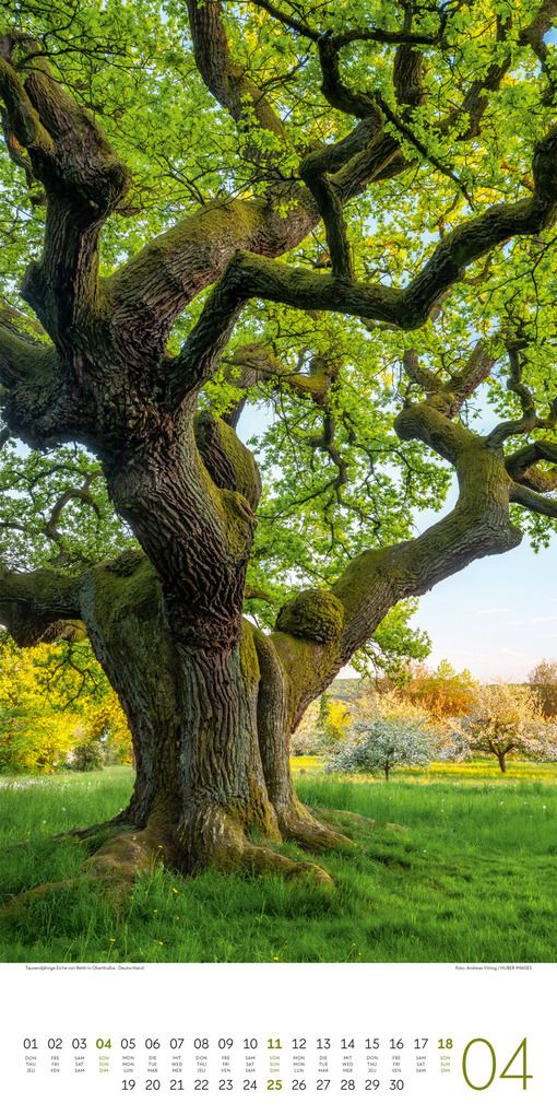 Weitere Ansicht: Bäume Kalender 2027 | Ackermann Kunstverlag GmbH