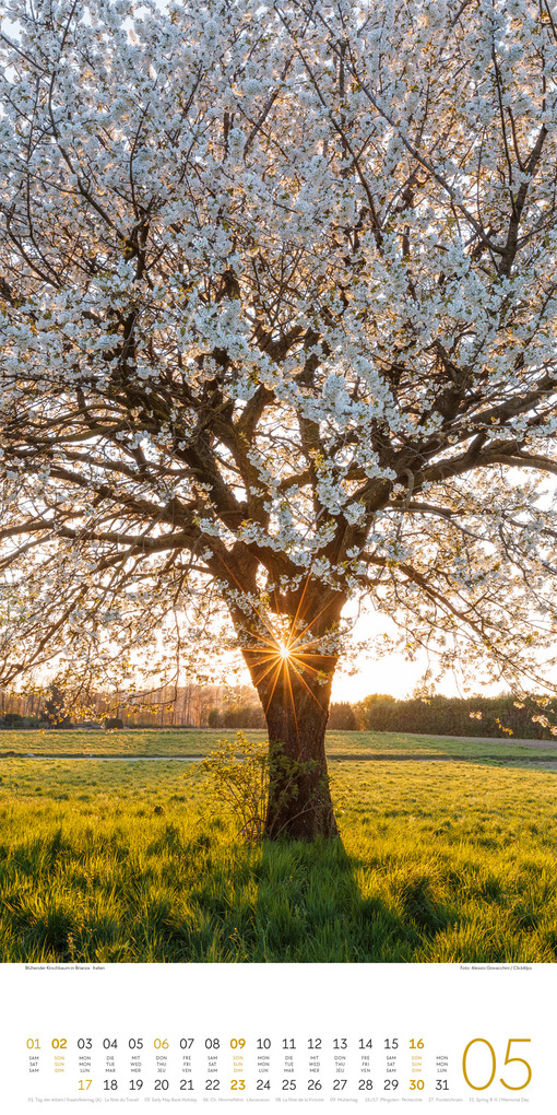 Weitere Ansicht: Bäume Kalender 2027 | Ackermann Kunstverlag GmbH