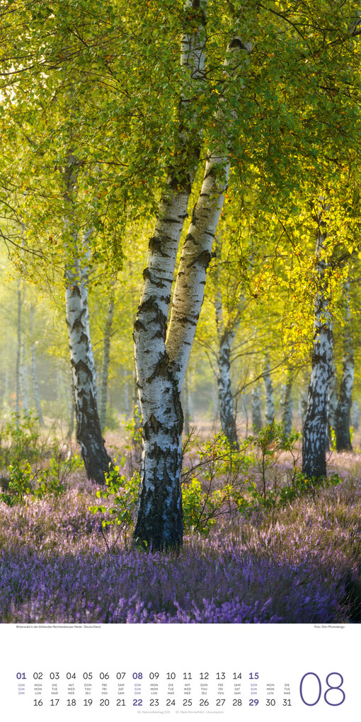 Weitere Ansicht: Bäume Kalender 2027 | Ackermann Kunstverlag GmbH