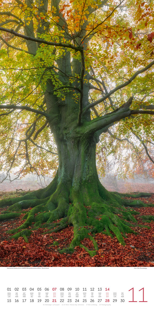 Weitere Ansicht: Bäume Kalender 2027 | Ackermann Kunstverlag GmbH