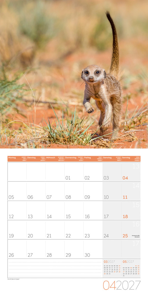 Weitere Ansicht: Erdmännchen Kalender 2027 - 30x30 - Art12 | Ackermann Kunstverlag GmbH