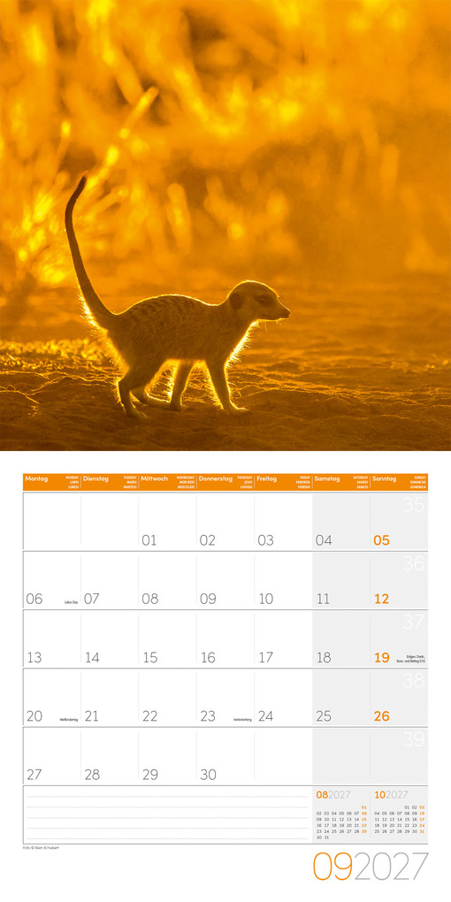 Weitere Ansicht: Erdmännchen Kalender 2027 - 30x30 - Art12 | Ackermann Kunstverlag GmbH