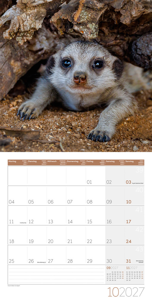 Weitere Ansicht: Erdmännchen Kalender 2027 - 30x30 - Art12 | Ackermann Kunstverlag GmbH