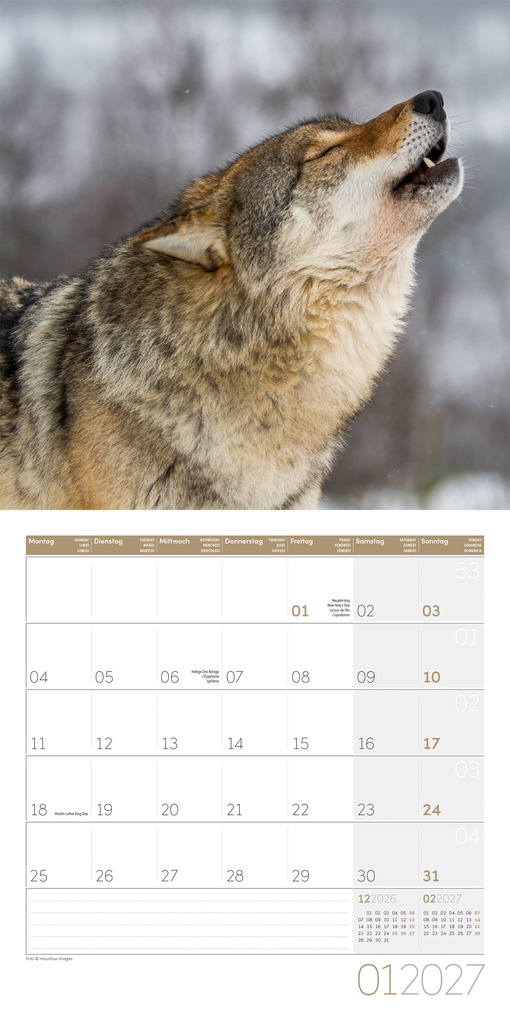 Weitere Ansicht: Wölfe Kalender 2027 - 30x30 - Art12 | Ackermann Kunstverlag GmbH