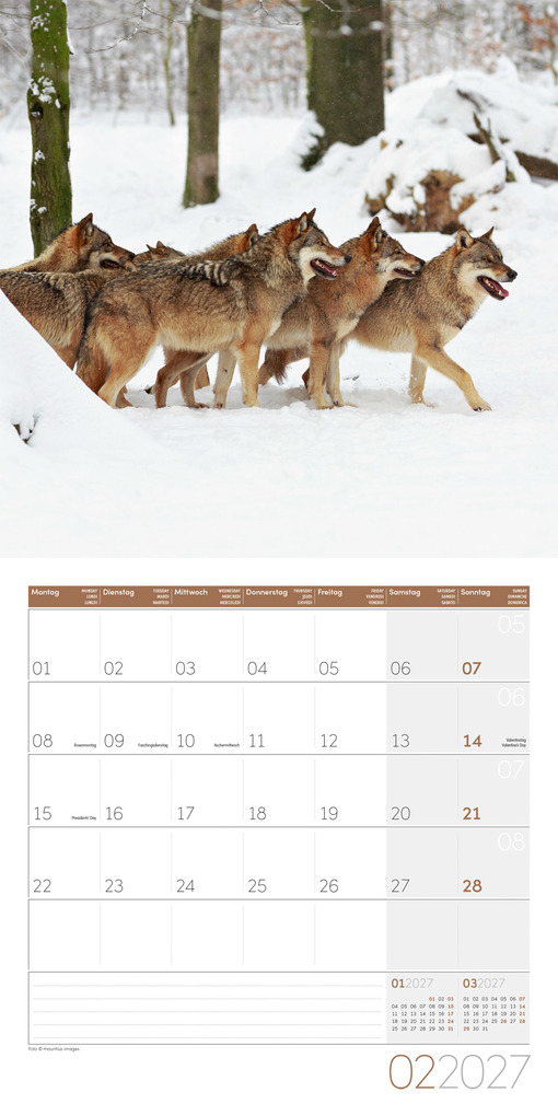 Weitere Ansicht: Wölfe Kalender 2027 - 30x30 - Art12 | Ackermann Kunstverlag GmbH
