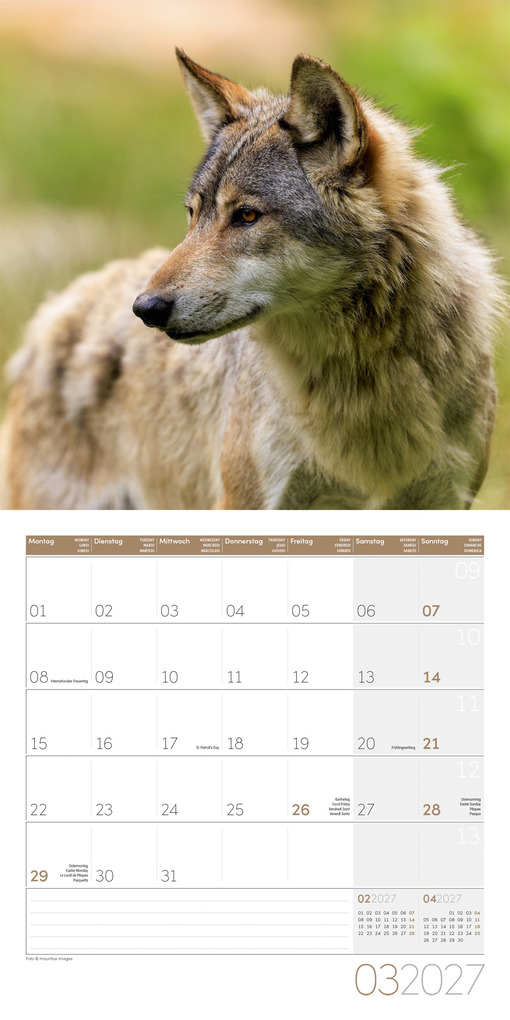 Weitere Ansicht: Wölfe Kalender 2027 - 30x30 - Art12 | Ackermann Kunstverlag GmbH