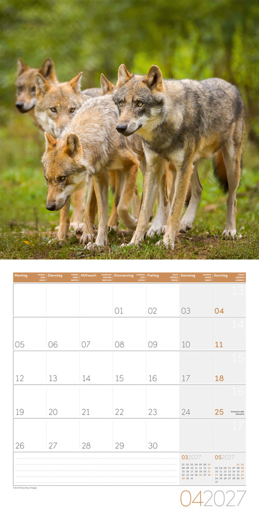 Weitere Ansicht: Wölfe Kalender 2027 - 30x30 - Art12 | Ackermann Kunstverlag GmbH
