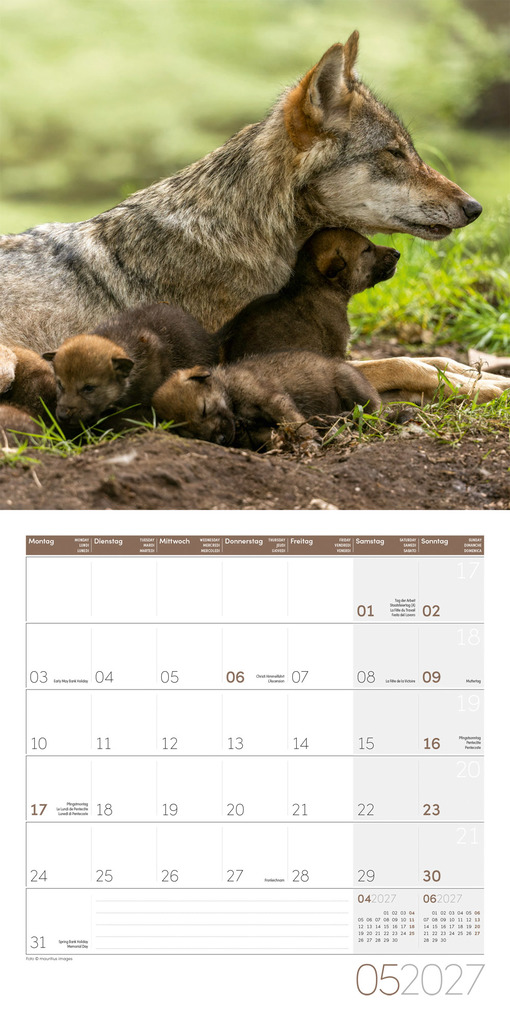 Weitere Ansicht: Wölfe Kalender 2027 - 30x30 - Art12 | Ackermann Kunstverlag GmbH