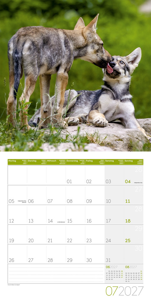 Weitere Ansicht: Wölfe Kalender 2027 - 30x30 - Art12 | Ackermann Kunstverlag GmbH