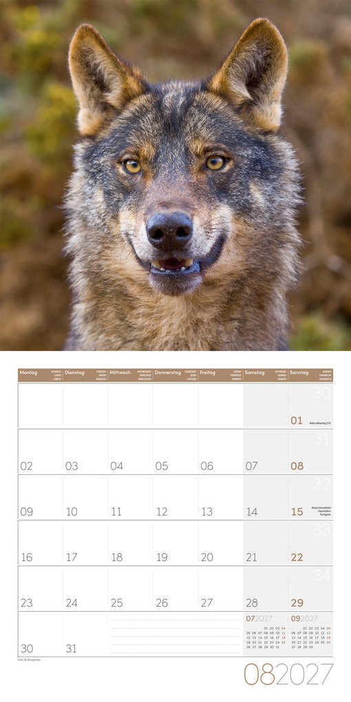 Weitere Ansicht: Wölfe Kalender 2027 - 30x30 - Art12 | Ackermann Kunstverlag GmbH