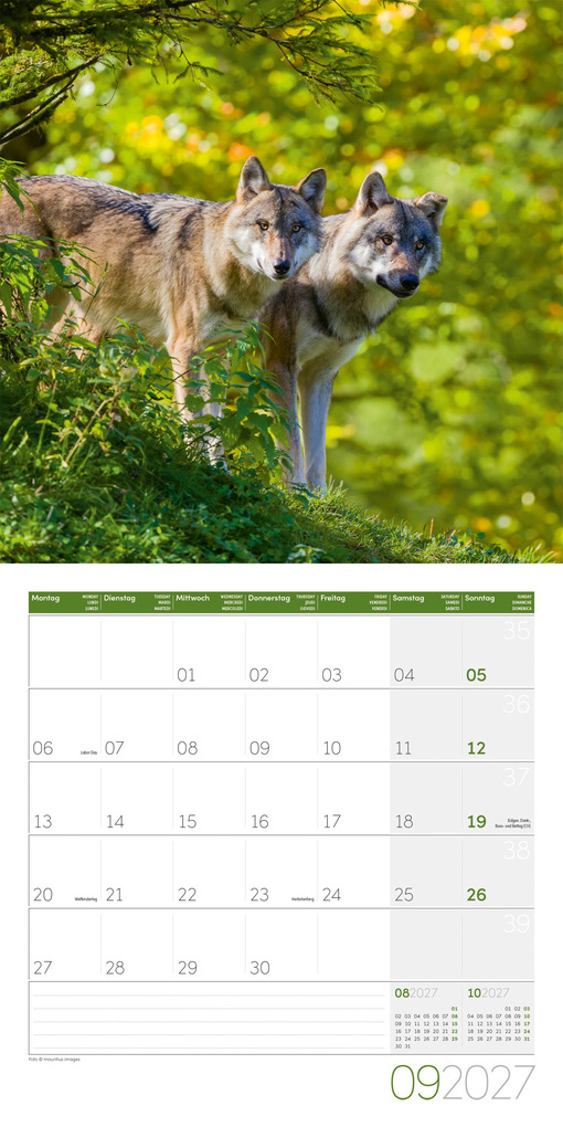 Weitere Ansicht: Wölfe Kalender 2027 - 30x30 - Art12 | Ackermann Kunstverlag GmbH