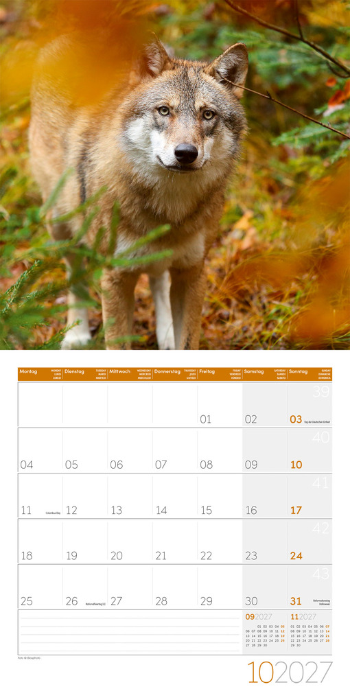 Weitere Ansicht: Wölfe Kalender 2027 - 30x30 - Art12 | Ackermann Kunstverlag GmbH