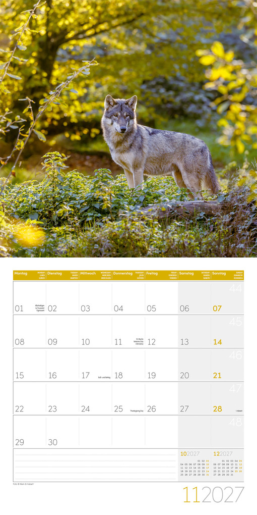 Weitere Ansicht: Wölfe Kalender 2027 - 30x30 - Art12 | Ackermann Kunstverlag GmbH