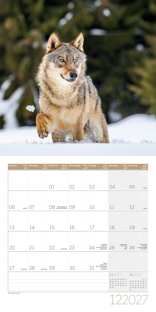 Weitere Ansicht: Wölfe Kalender 2027 - 30x30 - Art12 | Ackermann Kunstverlag GmbH