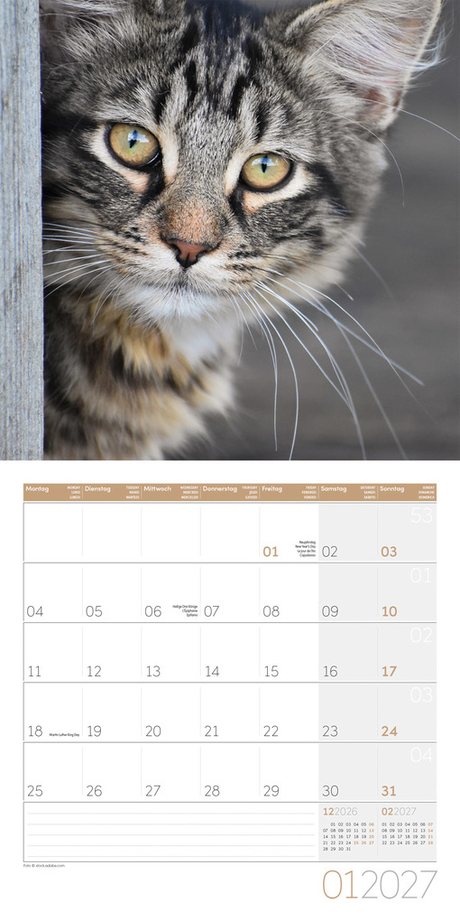 Weitere Ansicht: Katzen Kalender 2027 - 30x30 - Art12 | Ackermann Kunstverlag GmbH