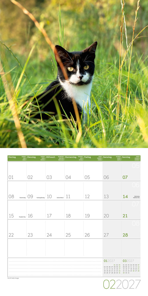 Weitere Ansicht: Katzen Kalender 2027 - 30x30 - Art12 | Ackermann Kunstverlag GmbH