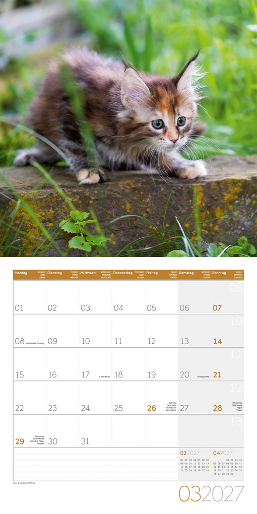 Weitere Ansicht: Katzen Kalender 2027 - 30x30 - Art12 | Ackermann Kunstverlag GmbH