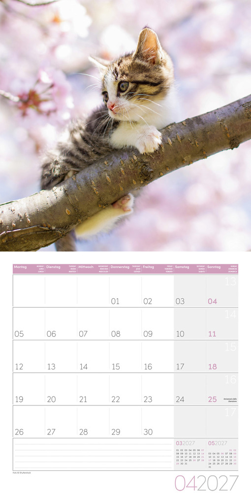 Weitere Ansicht: Katzen Kalender 2027 - 30x30 - Art12 | Ackermann Kunstverlag GmbH